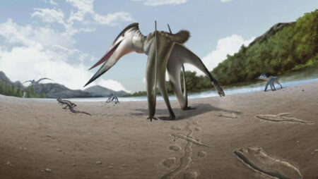 106 Million Year Old Pterosaur Footprints Unearthed in South Korea A Fascinating