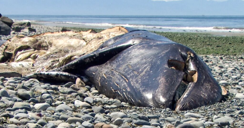 21 Gray Whale Deaths in 3 Months: Discover Why Carcasses are Appearing on Pacific Beaches 21 Gray Whale Deaths in 3 Months Discover Why Carcasses
