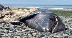 21 Gray Whale Deaths in 3 Months Discover Why Carcasses