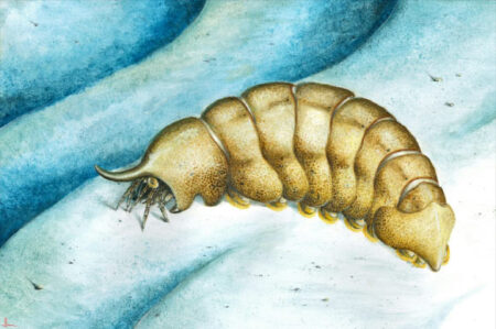 490 Million Year Old Arthropod Fossil Reveals Critical Insights into Evolutionary Gaps in