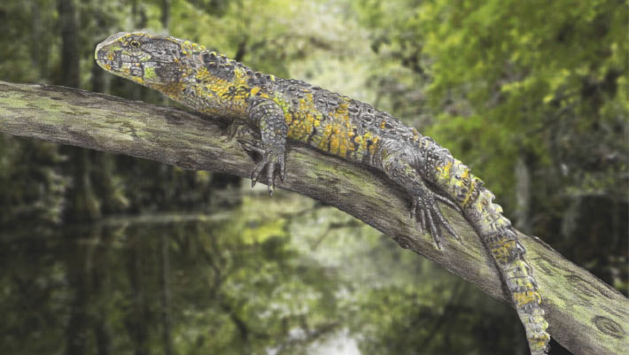 83 Million-Year-Old Crocodile Lizard Fossil Discovered in France 83 Million Year Old Crocodile Lizard Fossil Discovered in France