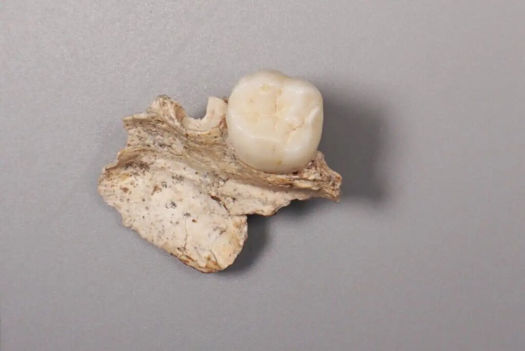 Ancient Teeth Reveal Connections Between Denisovans and Homo Erectus