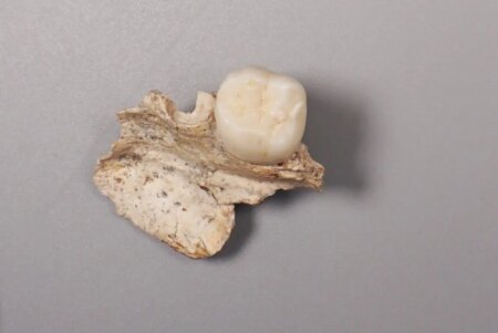 Ancient Teeth Reveal Connections Between Denisovans and Homo Erectus Ancient Teeth Reveal Connections Between Denisovans and Homo Erectus