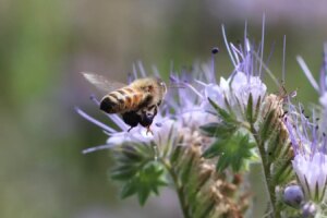 Bitter Honey Review New Scientists Eye Opening Report on the Impact