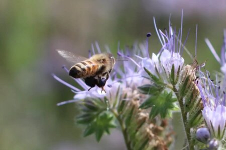 Bitter Honey Review: New Scientist’s Eye-Opening Report on the Impact of Bee Farming Bitter Honey Review New Scientists Eye Opening Report on the Impact