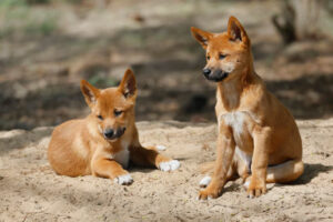 DNA Study Reveals Most Wild Dogs in Australia Are Actually