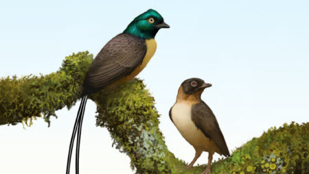 Discover Cretaceous Birds in China with Tail Feathers Twice the