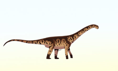 Discover a New Species of Giant Long Necked Dinosaur in Argentina