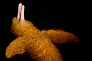 Discover the Worlds Weirdest Animal Urine More Bizarre Than You