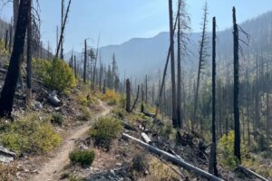 Does Burying Dead Trees After a Wildfire Trap Carbon Emissions