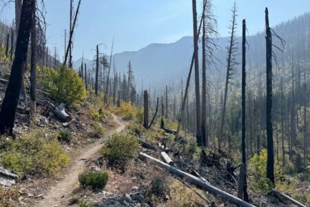 Does Burying Dead Trees After a Wildfire Trap Carbon Emissions