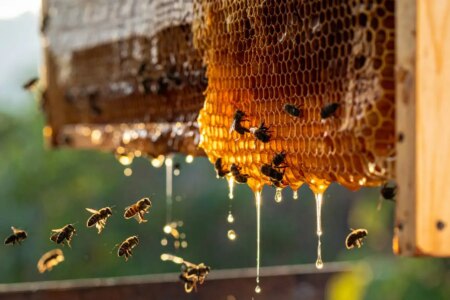 Exploring the Medicinal Benefits of Honey Does It Really Work