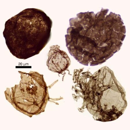 Exploring the Origins of Complex Life: Benthic Organisms as the Earliest Forms Exploring the Origins of Complex Life Benthic Organisms as the
