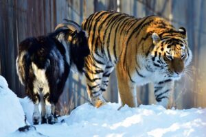 From Predator to Companion: How a Tiger and Goat Became Best Friends From Predator to Companion How a Tiger and Goat Became