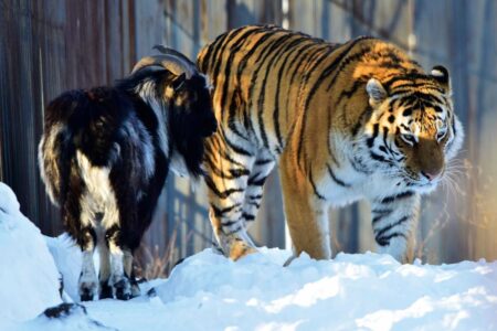 From Predator to Companion How a Tiger and Goat Became