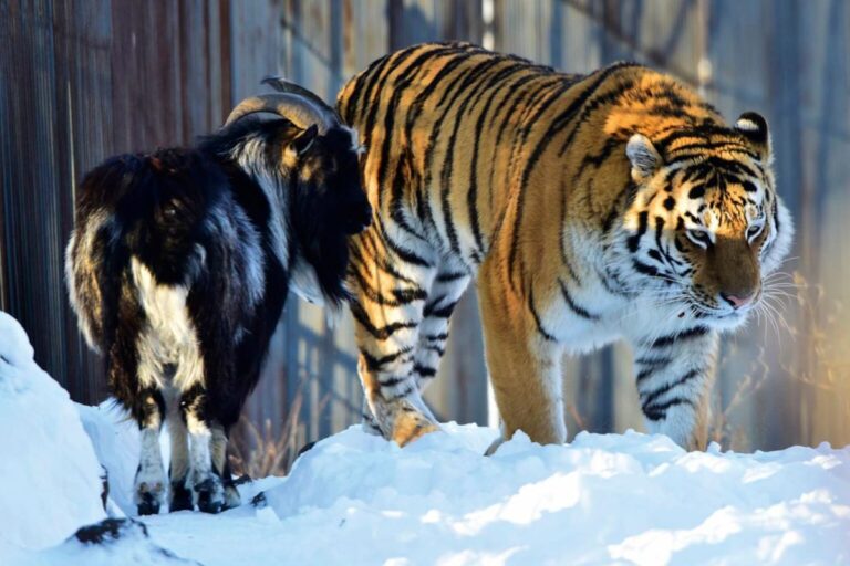 From Predator to Companion How a Tiger and Goat Became