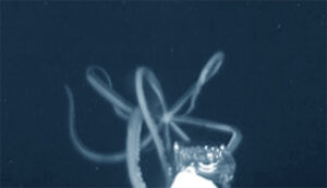 Groundbreaking Discovery Giant Squid DNA Uncovered in Deep Canyon Off