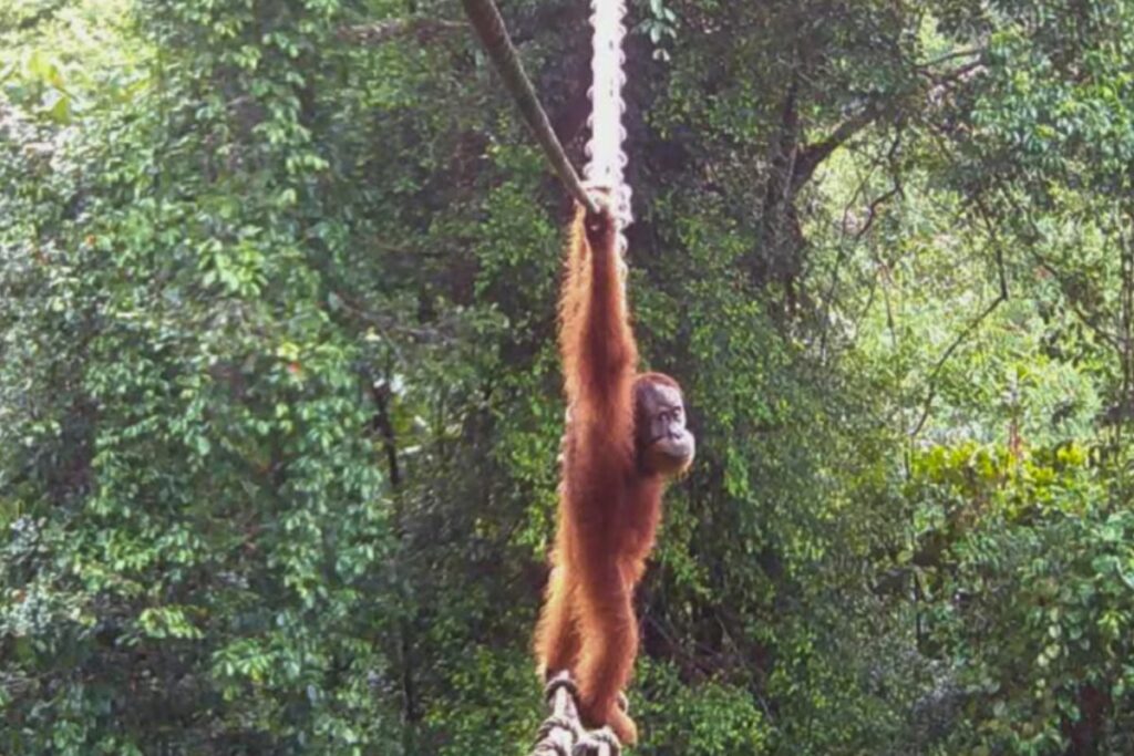 Heartwarming Video Sumatran Orangutan Crosses Road on Bridge for the