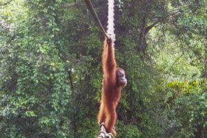 Heartwarming Video Sumatran Orangutan Crosses Road on Bridge for the