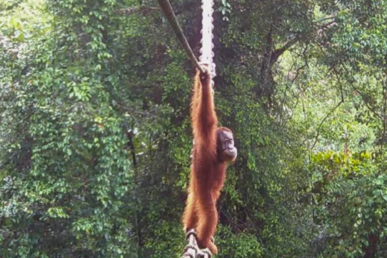 Heartwarming Video Sumatran Orangutan Crosses Road on Bridge for the