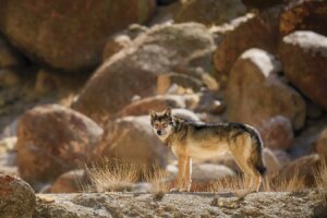 Himalayan Wolf Dogs and Wolf Dog Hybrids A Growing Threat to Wolves