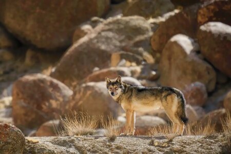 Himalayan Wolf Dogs and Wolf Dog Hybrids A Growing Threat to Wolves