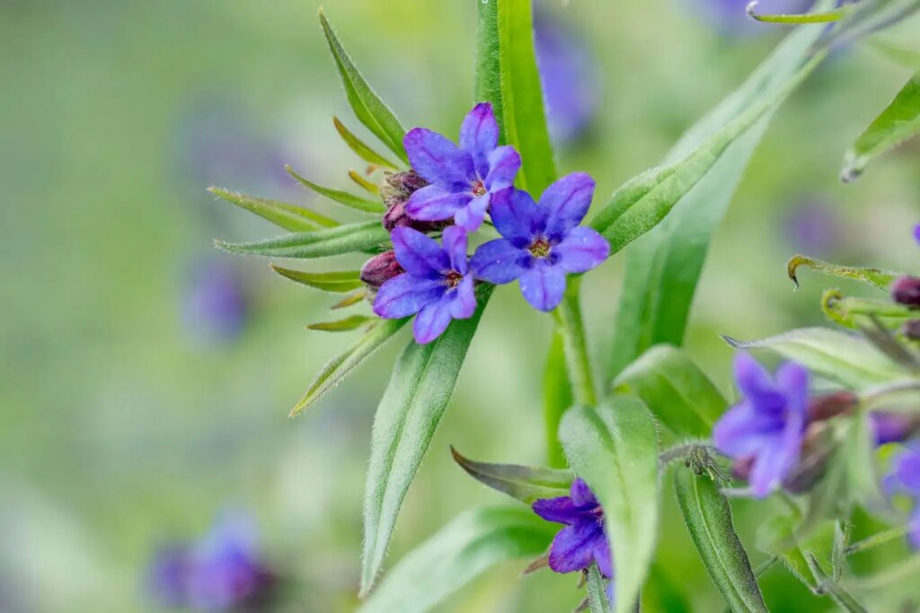 How Doubling Their Genomes Helped Plants Survive Mass Extinctions
