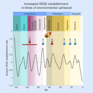 How Duplicated Genomes Aided Flowering Plants in Surviving the End Cretaceous