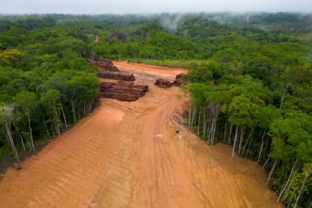 How Flawed Carbon Credits Can Still Protect Our Forests