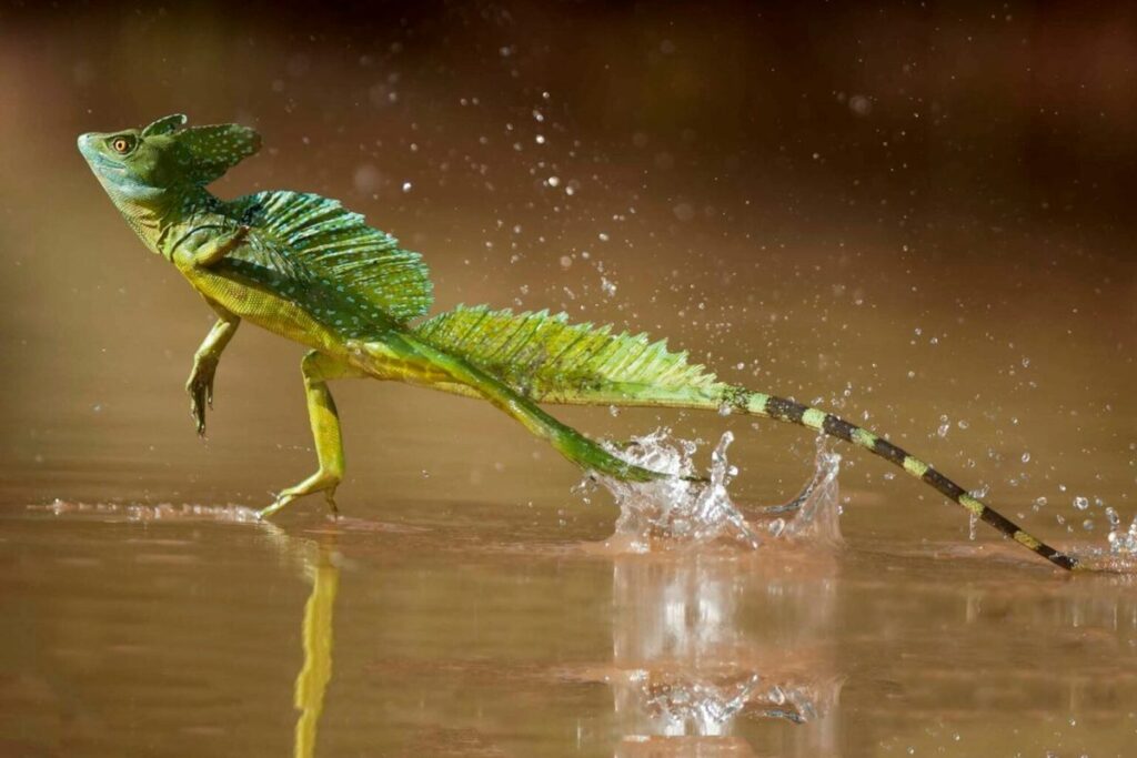 Incredible Footage Jesus Christ Lizard Running on Water Captured
