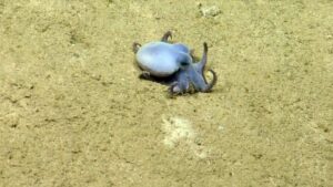 New Deep-Sea Octopus Species Discovered Near Galapagos Islands New Deep Sea Octopus Species Discovered Near Galapagos Islands