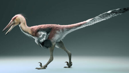 New Dinosaur Species Discovered in Argentina Expert Fisher of the