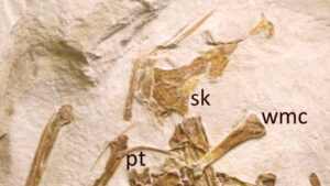 New Jurassic Pterosaur Species Discovered in Germany Insights into Ancient