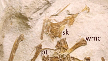 New Jurassic Pterosaur Species Discovered in Germany Insights into Ancient