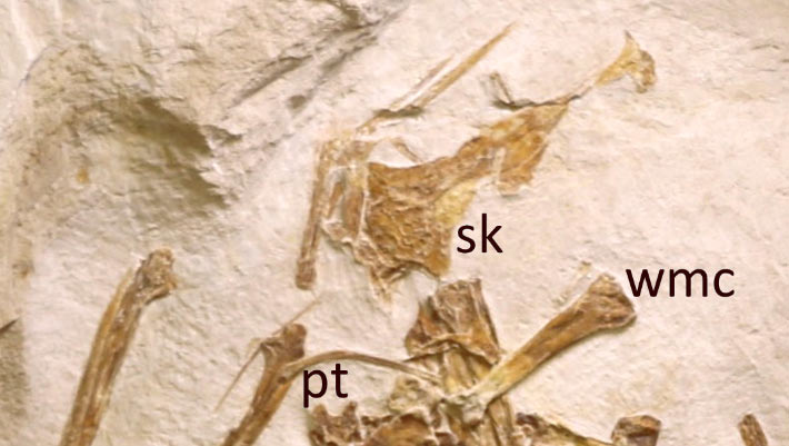 New Jurassic Pterosaur Species Discovered in Germany Insights into Ancient