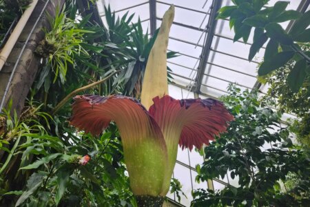 New Scientist Recommends Visiting the Blooming Corpse Flower at Kew