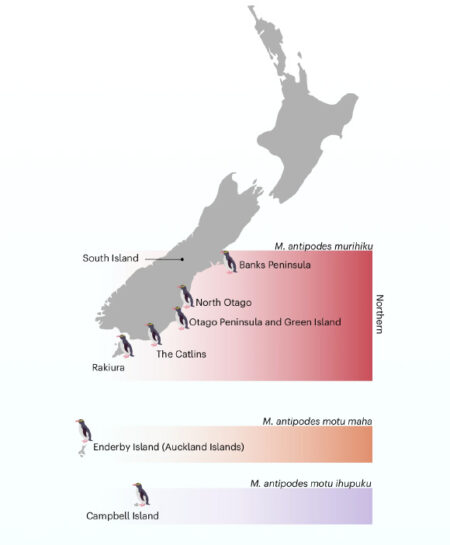 New Study Discovers Three Unique Subspecies of Rare New Zealand