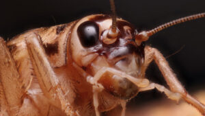 New Study Suggests Insects Experience Pain Key Findings and Implications