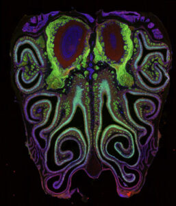 New Study Unveils Comprehensive Map of Odor Receptors in Mouse