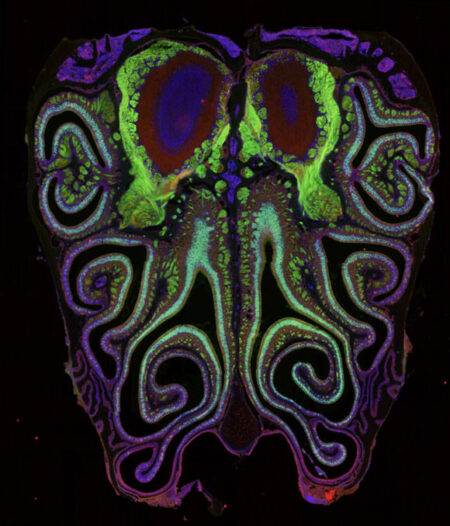 New Study Unveils Comprehensive Map of Odor Receptors in Mouse