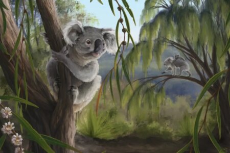 Newly Discovered Extinct Koala Relative Found in Western Australia