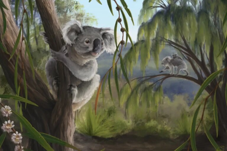 Newly Discovered Extinct Koala Relative Found in Western Australia