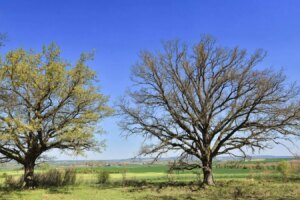Oak Trees Deploy Delay Tactics to Protect Against Hungry Caterpillars