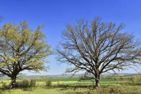 Oak Trees Deploy Delay Tactics to Protect Against Hungry Caterpillars