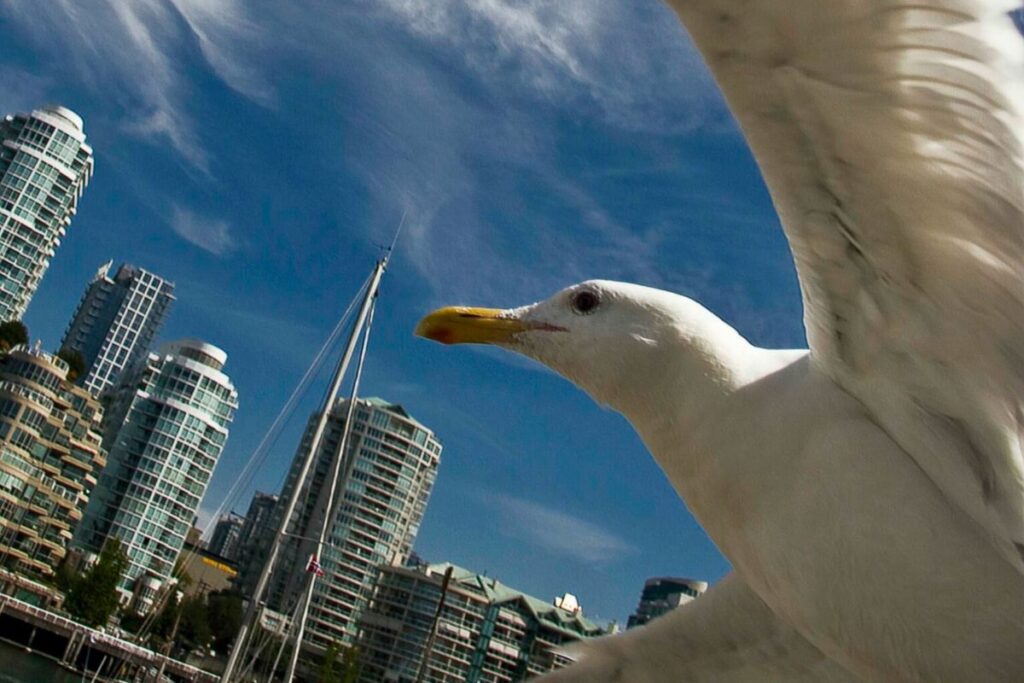 Over 1 Billion Birds Die Annually in the U.S. Due to Building Collisions: Here’s Why Over 1 Billion Birds Die Annually in the US Due