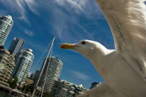 Over 1 Billion Birds Die Annually in the US Due
