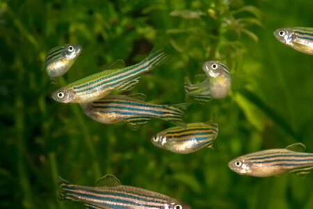 Revolutionary Natural Sunscreen from Fish Roe Produced Efficiently Using E