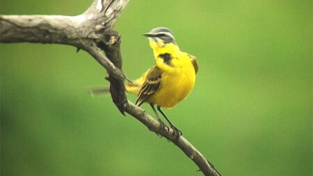Study Finds Urban Birds More Fearful of Women Than Men