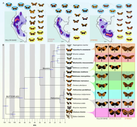 Study Reveals Butterflies and Moths Have Used the Same Genetic