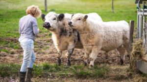 Study Reveals Cows Can Identify Familiar Human Faces Study Reveals Cows Can Identify Familiar Human Faces
